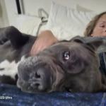 My service dog Boss