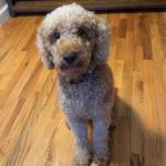 Prince our best emotional support dog!