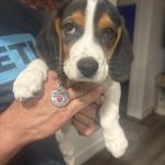 Training time for Millie