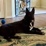 Jakkar - MDD, Anxiety, PTSD Support Dog