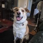 My handsome dog