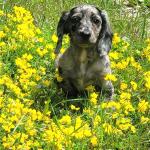 Winston in flowers