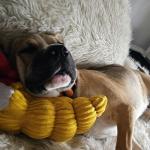 Catching some z's wuth my crabby toy