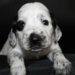 Psychiatric + Medical Alert Service Dog