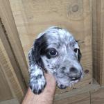 Molly at 7 weeks old