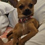 Rosie relaxing in bed