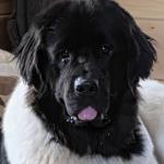 Cara, my Newfie
