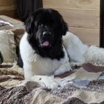Cara, Black & White Landseer