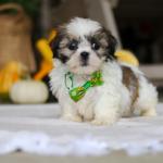 Bentley's picture day