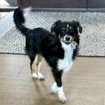 Zelda Australian shepherd toy