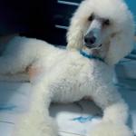 Eiron helps me emotionally when I feel bad, he comes closer and calms me down.