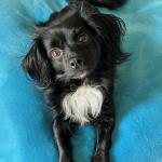 Coco Chanel my Therapy Dog.