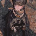 Bo Covey Mixed Breed