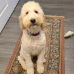 Jack Eubanks the doodle