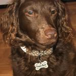 Fozzie Bear  (Service Dog) ADA Registered 221485  Canada