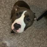 The Bestfriend Someone Can Ever Have