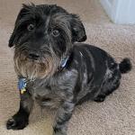 Dauhzer performs the task of alertness for narcolepsy