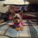 Miss Prissy/Priscilla