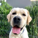 Labrador Retriever DIOGO