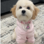 Buffy (gentle and loving dog)