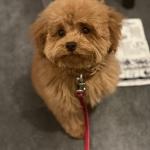 Elie Levy at 4,5 months old