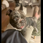 Dolce 1- Recent Photo