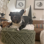 Dolce 2 - Recent Photo