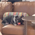 Dolce - Loves her ball