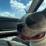 Leo is a big baby and loving companion