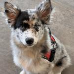 I have stress, nightmares and anxiety that she will lay with me until I calm down no matter where I am