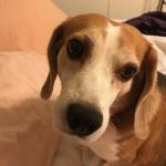 Buddy asking questions