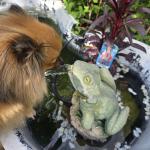 Piper loves to get a drink from the frog fountain
