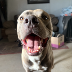 Koba Harris Senior