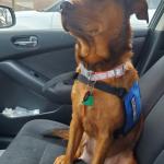 Babygirl Riding in the Car