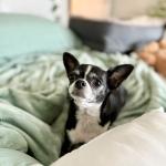 Frank the Chihuahua
