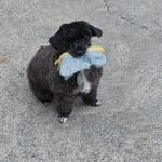 Pepper First Poodle Groom