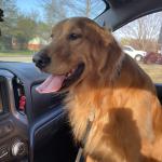 Shadow loves Car rides