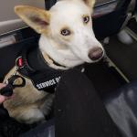 Flight to the States