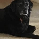My Spartan is a wonder loyal service dog. She has a heart of gold and is full of compassion for others while taking care of all my needs first and always on the alert