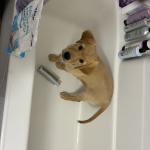 Bathtub Fun Water Or Not