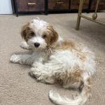 Delilah-4 Months