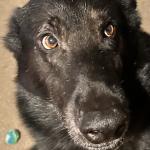 Bear my Service dog.