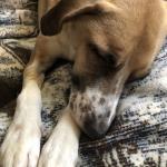 Laying on mom’s legs