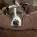 Penny loves all people and enjoys playing with dogs she is my best friend and gets me through each day