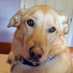 Stormy at age 2-3 years