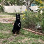 Duke in the garden