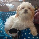 My Little Teddy Bear