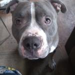 Ringer my American bully