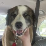 Charlie riding in the car