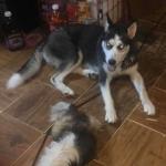 Kyra on the floor